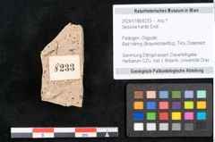 Foto (Objekt + Etikett) von Sequoia hardtii Endl. (NHMW-GEO-2024-0188-8233)
